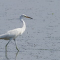 Chinese_Egret-140222-112EOS7D-IMG_2483-W.jpg