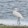 Chinese_Egret-200316-100MSDCF-DSC00784-W.jpg