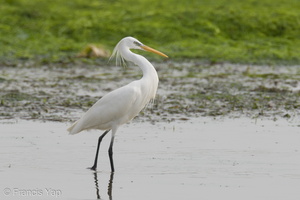 Chinese Egret-210417-107MSDCF-FRY06886-W.jpg