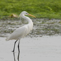 Chinese_Egret-210417-107MSDCF-FRY06886-W.jpg