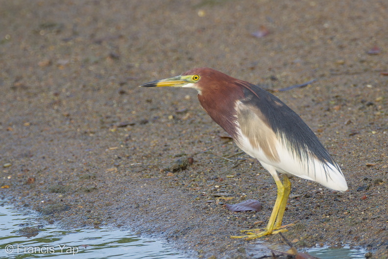 Chinese_Pond_Heron-120326-110EOS1D-FYAP1155-W.jpg