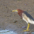 Chinese_Pond_Heron-120326-110EOS1D-FYAP1155-W.jpg