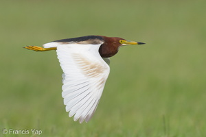 Chinese Pond Heron-210410-107MSDCF-FRY03017-W.jpg