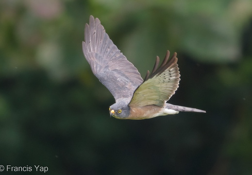 Chinese Sparrowhawk