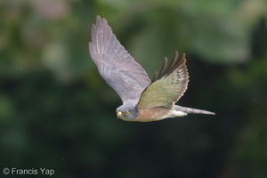 Chinese Sparrowhawk-181024-112ND500-FYP_1908-W.jpg