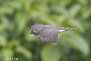 Chinese Sparrowhawk-181024-112ND500-FYP_1930-W.jpg