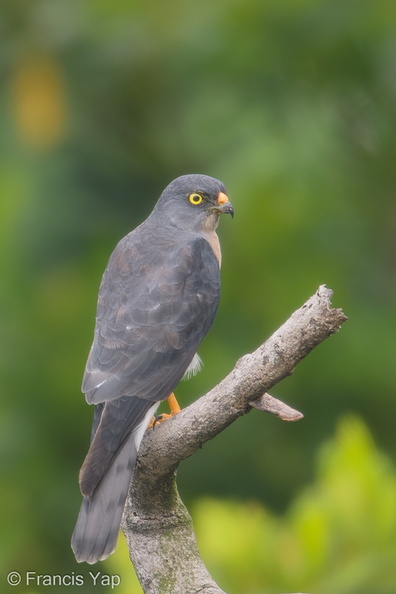 Chinese_Sparrowhawk-181024-112ND500-FYP_2165-W.jpg