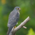 Chinese_Sparrowhawk-181024-112ND500-FYP_2165-W.jpg