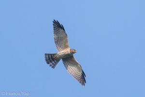 Chinese Sparrowhawk-201031-122MSDCF-FYP01002-W.jpg