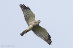 Chinese Sparrowhawk-211017-123MSDCF-FRY05514-W.jpg