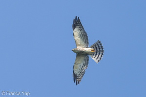 Chinese Sparrowhawk-241013-247MSDCF-FYP03296-W.jpg