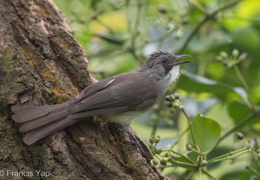 Cinereous Bulbul