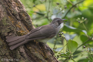 Cinereous Bulbul-150105-119EOS1D-FY1X9282-W.jpg