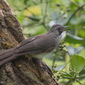 Cinereous_Bulbul-150105-119EOS1D-FY1X9282-W.jpg