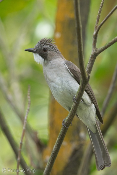 Cinereous_Bulbul-150105-119EOS1D-FY1X9354-W.jpg