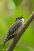 Cinereous Bulbul-170924-113EOS1D-F1X20840-W.jpg