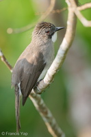 Cinereous Bulbul-191025-101MSDCF-FYP06284-W.jpg