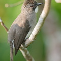 Cinereous_Bulbul-191025-101MSDCF-FYP06284-W.jpg