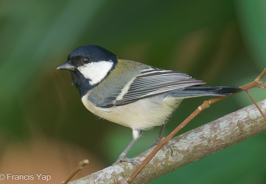 Cinereous Tit