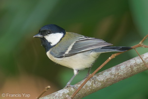 Cinereous Tit-191204-106MSDCF-FYP08109-W.jpg