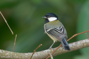 Cinereous Tit-191204-106MSDCF-FYP08168-W.jpg