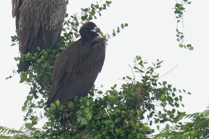 Cinereous Vulture-211229-134MSDCF-FRY07022-W.jpg