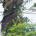 Cinereous_Vulture-211230-135MSDCF-FRY01661-W.jpg