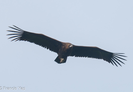 Cinereous Vulture - display this album Cinereous Vulture