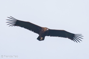 Cinereous Vulture-211230-135MSDCF-FRY02784-W.jpg