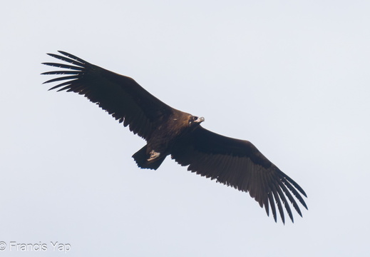 Cinereous Vulture