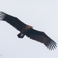 Cinereous_Vulture-211230-135MSDCF-FRY02817-W.jpg