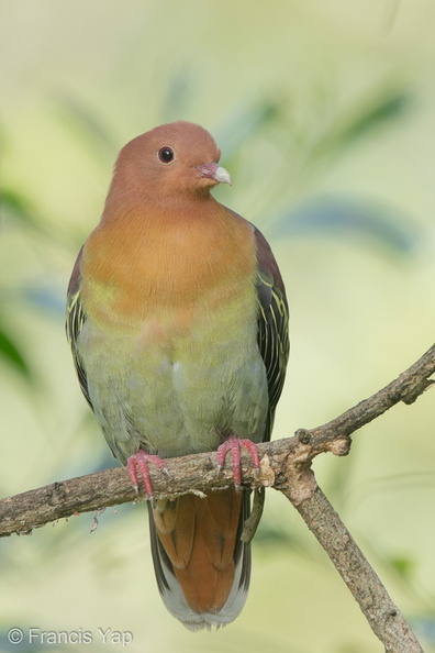 Cinnamon-headed_Green_Pigeon-160302-102EOS5D-FY5S3457-W.jpg