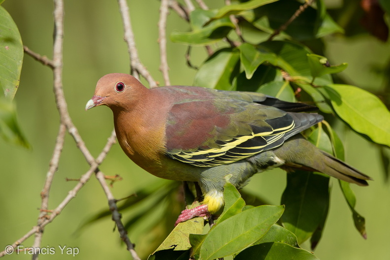 Cinnamon-headed_Green_Pigeon-160306-102EOS5D-FY5S3585-W.jpg