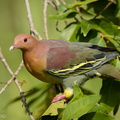 Cinnamon-headed_Green_Pigeon-160306-102EOS5D-FY5S3585-W.jpg