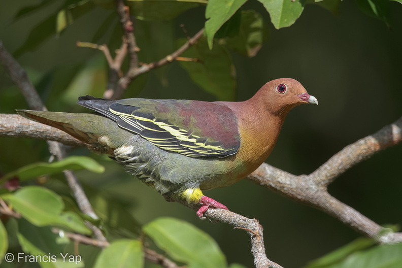 Cinnamon-headed_Green_Pigeon-160306-124EOS1D-FY1X0845-W.jpg