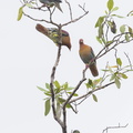 Cinnamon-headed_Green_Pigeon-201126-104CANON-FY5R5974-W.jpg