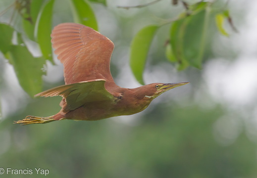 Cinnamon Bittern