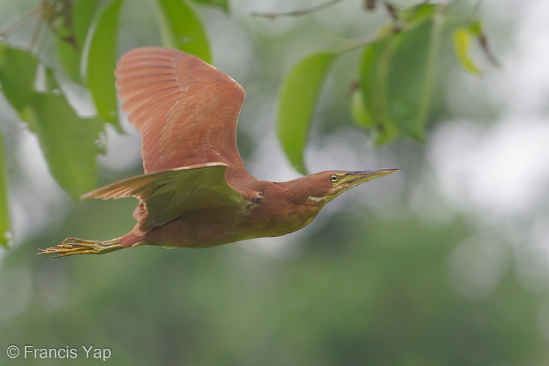 Cinnamon_Bittern-120328-110EOS1D-FYAP1908-W.jpg