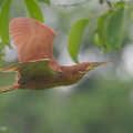 Cinnamon_Bittern-120328-110EOS1D-FYAP1908-W.jpg