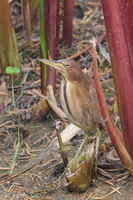 Cinnamon Bittern-200127-111MSDCF-FYP03992-W.jpg