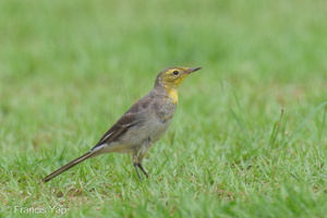 Citrine Wagtail-240114-214MSDCF-FYP01124-W.jpg