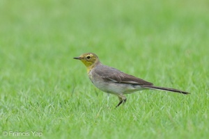 Citrine Wagtail-240114-214MSDCF-FYP01922-W.jpg