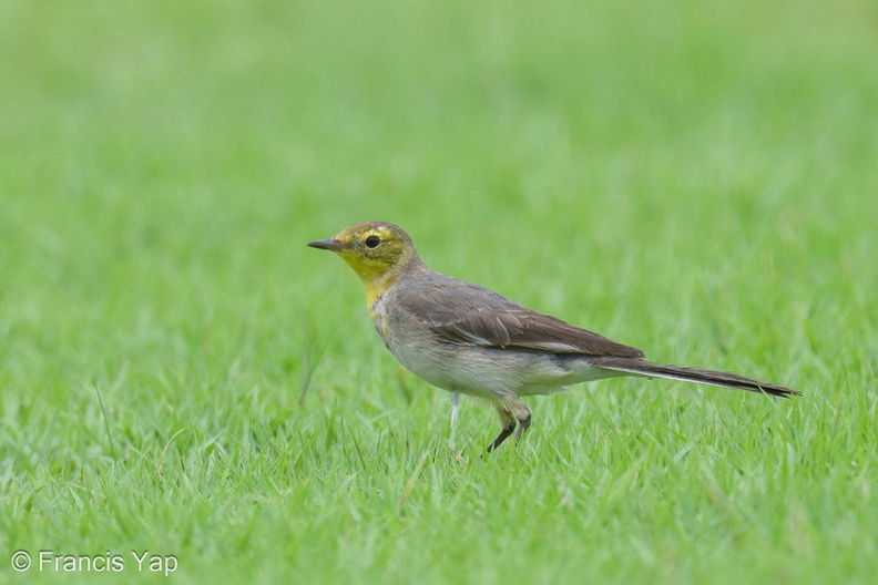 Citrine_Wagtail-240114-214MSDCF-FYP01922-W.jpg