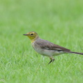 Citrine_Wagtail-240114-214MSDCF-FYP01922-W.jpg