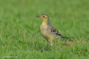 Citrine Wagtail-240309-218MSDCF-FYP09005-W.jpg