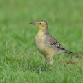 Citrine_Wagtail-240309-218MSDCF-FYP09005-W.jpg