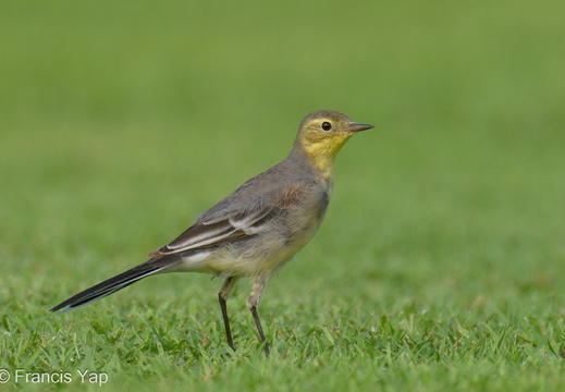 Citrine Wagtail