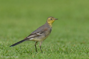 Citrine Wagtail-240309-218MSDCF-FYP09447-W.jpg