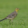 Citrine_Wagtail-240309-218MSDCF-FYP09447-W.jpg