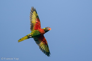 Coconut Lorikeet-200917-118MSDCF-FYP02189-W.jpg